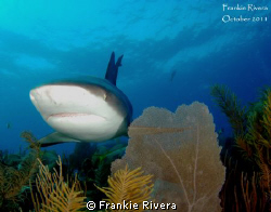 Caribbean Reef Shark on the Hunt by Frankie Rivera 